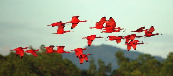 Ibis scarlatto, una specie a rischio di estinzione. Sull'isola tropicale protetta di Cajual, in Brasile, si trova un'importante colonia riproduttiva. Proprio dove verrà costruito il porto di esportazione. (© Mike’s Birds/CC BY-SAG 2.0) Un gruppo di uccelli di ibis scarlatto in volo.