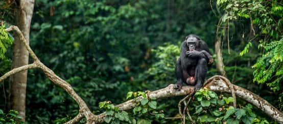 Un bonobo seduto sul ramo di un albero nella Repubblica Democratica del Congo