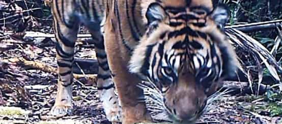 Foto di una tigre effettuata in una zona monitorata con telecamera