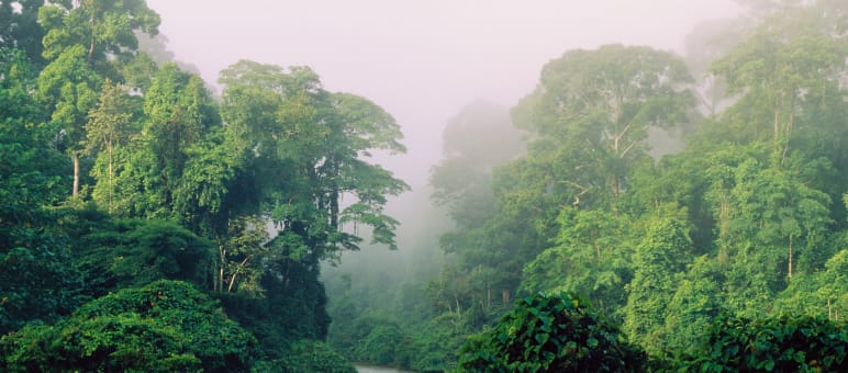 La biodiversità è particolarmente elevata ai tropici Un fiume scorre attraverso la foresta pluviale
