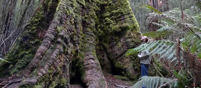 Gli alberi più alti del mondo rimangono sotto protezione (Foto: bishib70/Flickr)