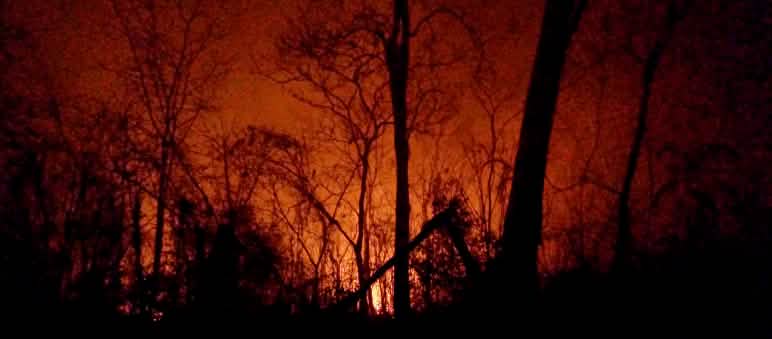 I resti carbonizzati degli alberi si stagliano su un cielo notturno illuminato dalle fiamme.