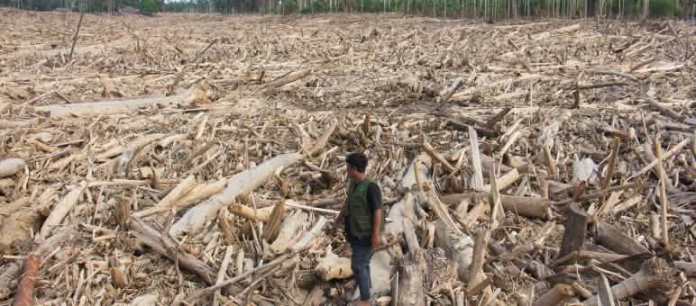 Un uomo, in piedi sul tronco di un albero abbattuto, osserva una vasta area disboscata. All’orizzonte si scorge la foresta.