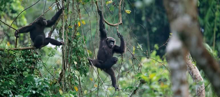 Due scimpanzé nella foresta di Ebo, appesi alle liane e che si spostano da un albero all’altro