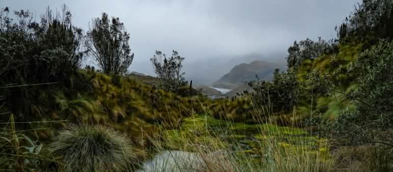 I páramos sono ecosistemi emblematici, fondamentali per l'acqua e sono minacciati dall'estrazione mineraria. Páramos nel Parco Nazionale di Cajas, Azuay, Ecuador