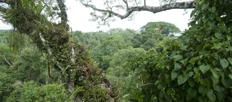 Parco nazionale di Yasuní in Ecuador