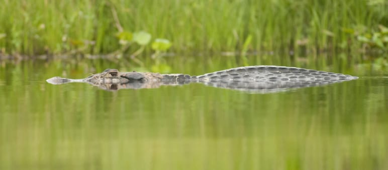 Caimano nero semisommerso in un fiume, Parco nazionale Yasuní