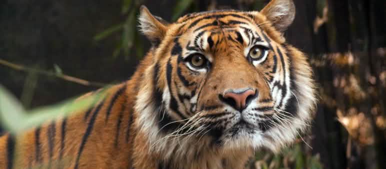 Tigre di Sumatra.