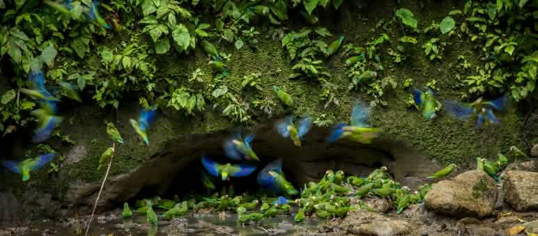 Pappagalli nel Parco Nazionale Yasuni