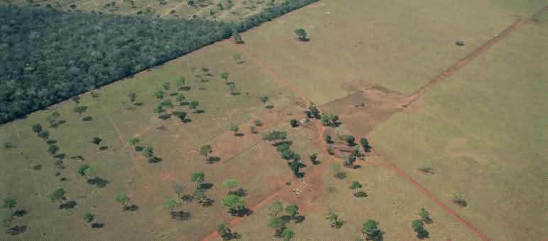Così si distrugge la foresta in Sudamerica a causa delle monocolture