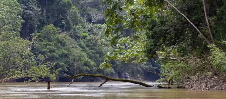 Vista della vegetazione e del fiume nel Parco nazionale di Yasuní, Yasuní, Ecuador