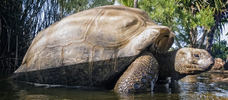 Migliaia di tartarughe giganti vivono sull'atollo di Aldabra Tartaruga gigante delle Seychelles (Aldabrachelys gigantea)