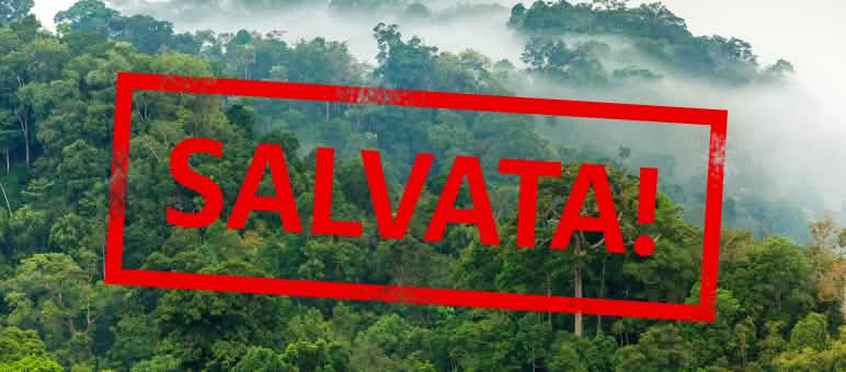 Questa foresta è stata salvata, per ora Foresta amazzonica con la scritta "salvata!"