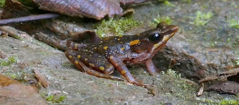Nella foto una rana Arlecchino (Atelopus longirostris) Rana Arlecchino dell'Ecuador (Atelopus longirostris)