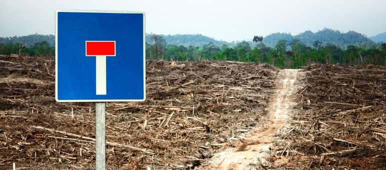 Fotomontaggio: Una foresta distrutta per la coltivazione della palma da olio con cartello di strada senza uscita.