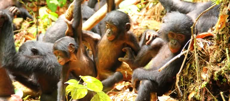 Quattro cuccioli di bonobo tra la vegetazione