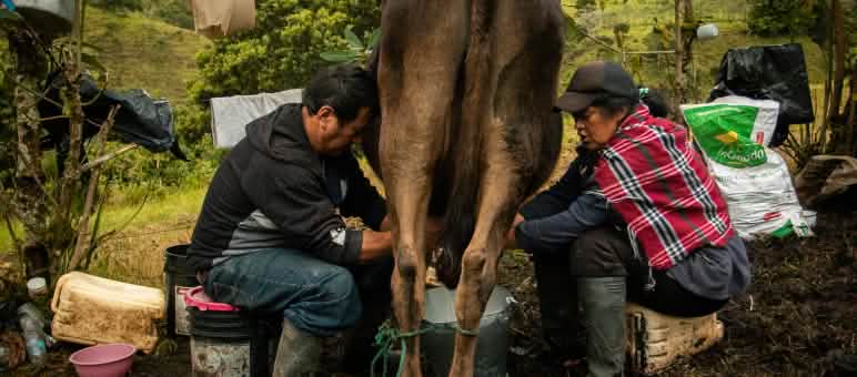 Due persone che mungono una mucca. Parrocchia di La Merced de Buenos Aires, Imbabura, Ecuador.