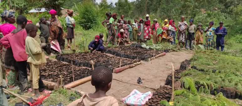 Le comunità coltivano alberi in un vivaio e li piantano per generare reddito.