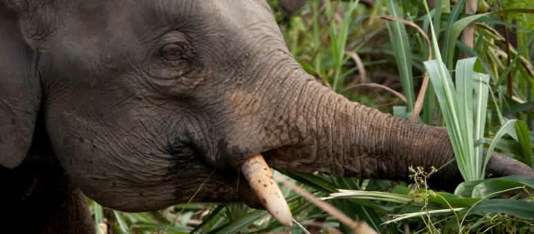 Gli elefanti pigmei erano gravemente minacciati a Sabah Elefante mentre mangia