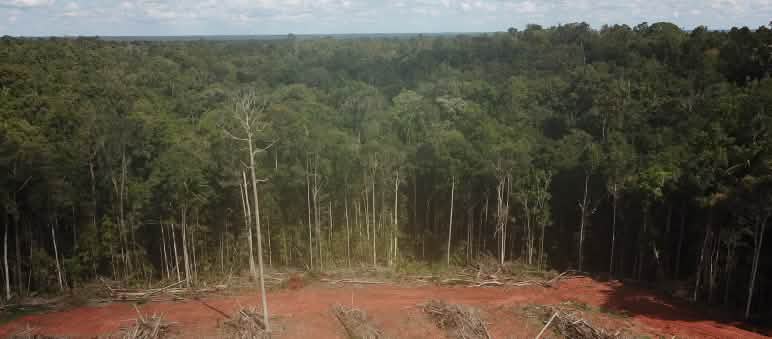 La deforestazione sofferta dalle foreste tropicali è un ecocidio. Distruzione della foresta tropicale a Papua per implementare piantagioni di palma da olio