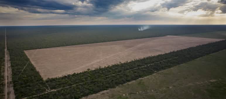 La deforestazione su larga scala nel Chaco argentino deve essere fermata con urgenza La deforestazione del Chaco nella provincia del Chaco, Argentina