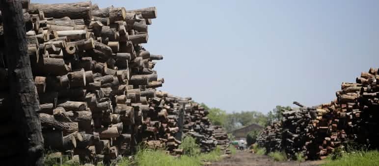 Legno tagliato dalla foresta del Chaco accatastato per essere utilizzato dall'industria.