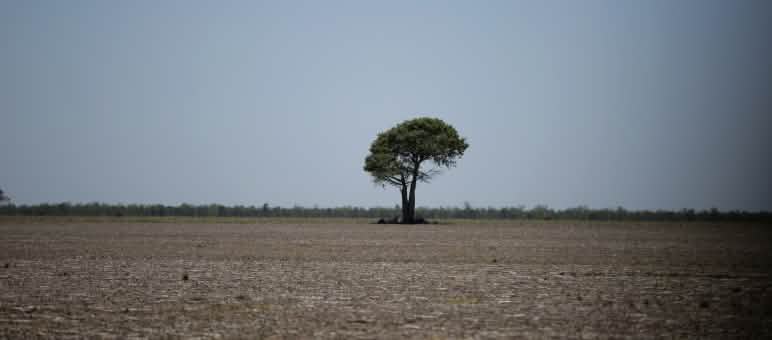 Rimane solo un albero dopo che i bulldozer hanno attraversato la foresta nel Chaco, in Argentina.