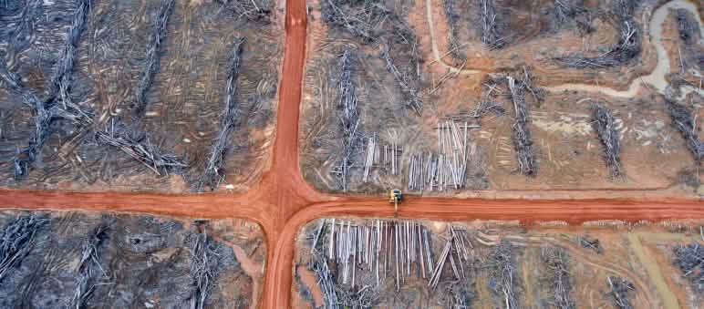 Piantagioni di palma da olio in Indonesia. Foto: WALHI West Kalimantan-Indonesia-Danau Sentarum