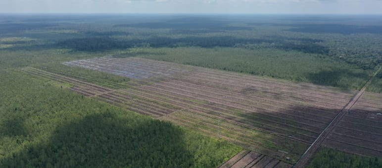 Deforestazione per la coltivazione della palma da olio in Indonesia
