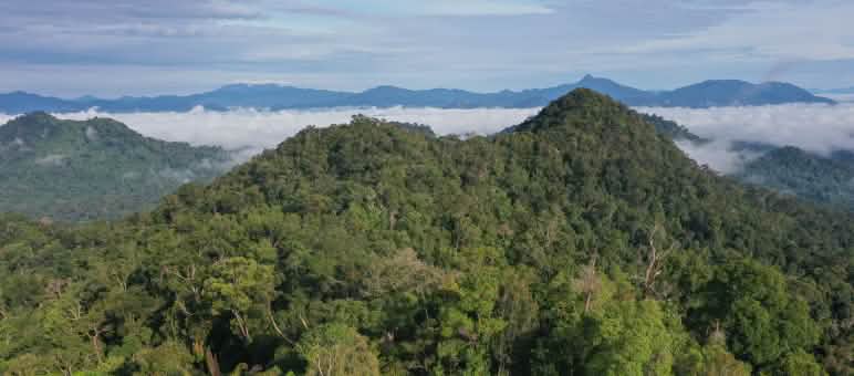 Striscione di Save Our Borneo visto da lontano