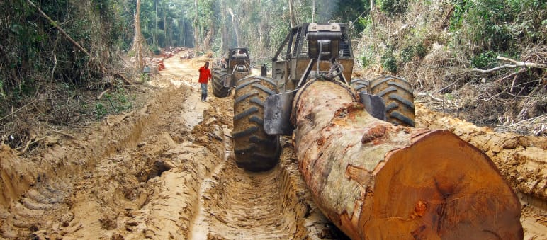 Un tronco tagliato e trasportato attraverso la foresta