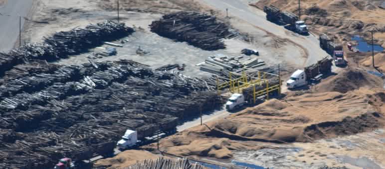 Nocivo per la natura e il clima: abbattere alberi per produrre pellet Camion che trasportano tronchi di legno per produrre pellet