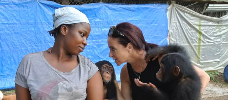Jenny Desmond e il suo staff si prendono cura degli scimpanzé Rifugio per scimpanzé vicino a Monrovia, Liberia