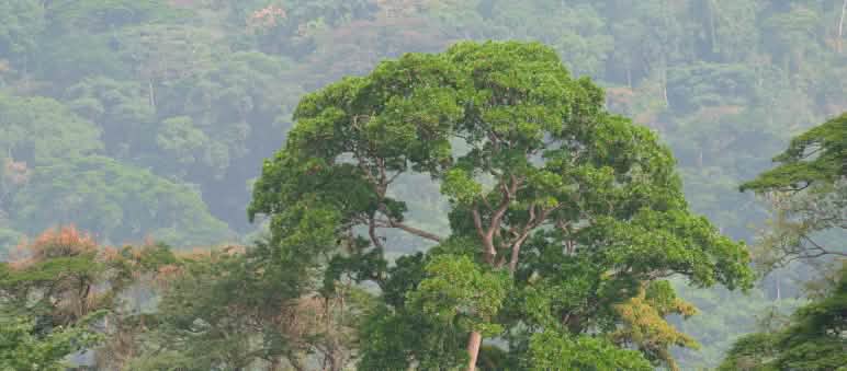 La costruzione di un'autostrada in Nigeria minacciava la foresta dei gorilla Foresta tropicale nigeriana