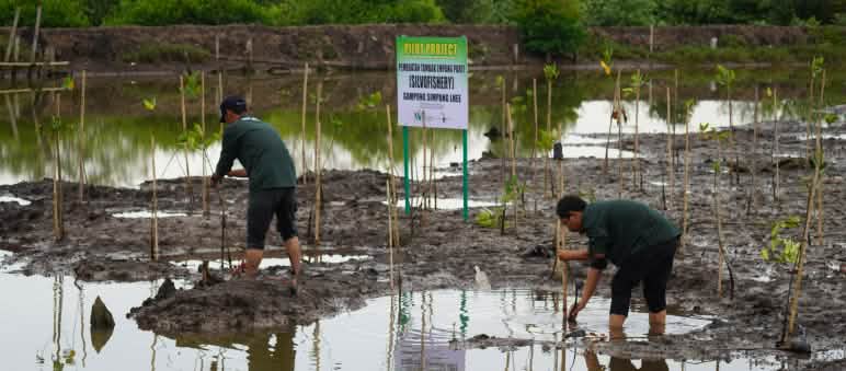 Due uomini che lavorano al ripristino della palude di Paya Nie grazie a piantine di mangrovie.