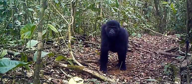 Gorilla nella foresta di Ebo, in Camerun Gorilla nella foresta di Ebo, in Camerun