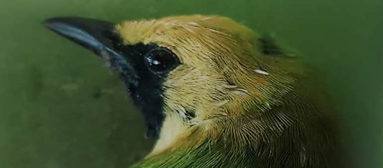 Primo piano della testa di un uccello verde con la fronte gialla