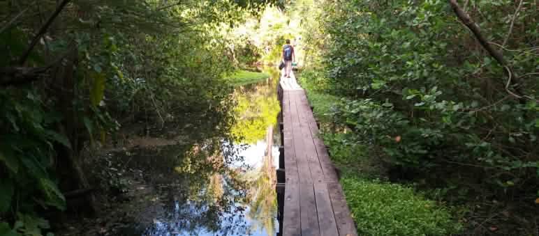 Passerella di legno in una foresta di mangrovie sull'isola di Cajual