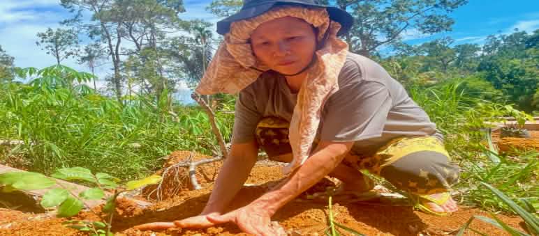 Una donna accovacciata a terra pianta un alberello