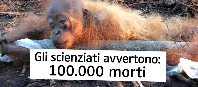 Le piantagioni significano la morte per gli oranghi Gli scienziati avvertono: 100.000 morti