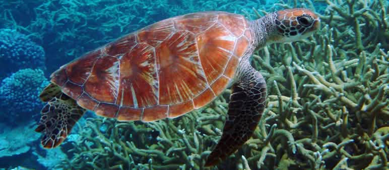 Anche la fauna e la flora sottomarine sono minacciate dal mega progetto Treno Maya Tartaruga verde di mare