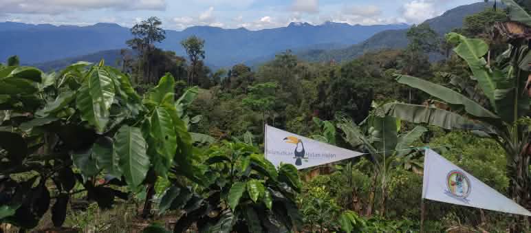Hutan Hujan (Salviamo la Foresta) e i Tigers of Pining collaborano per salvare l'ecosistema di Leuser.
