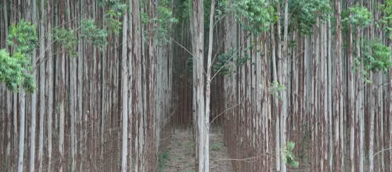 Le piantagioni di eucalipto sono nocivi deserti verdi avvelenati dai pesticidi. Piantagione di eucalipto