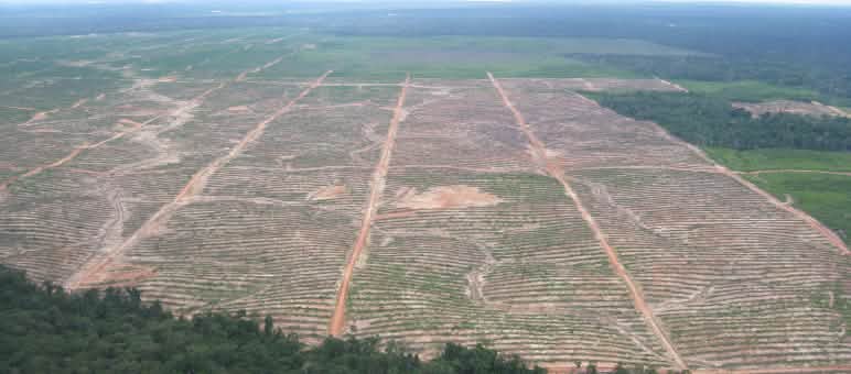 Vista delle radure scavate nella foresta amazzonica per le piantagioni di palma da olio dalla società Plantaciones de Pucallpa (ora Ocho Sur P) durante un sorvolo effettuato da Salviamo la Foresta nel 2014. Un'enorme area tagliata e bonificata nella foresta pluviale del Perù