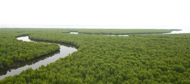 Salviamo la Foresta ha incontrato i suoi partner dell'Aceh Wetland Forum sul campo nel 2023.