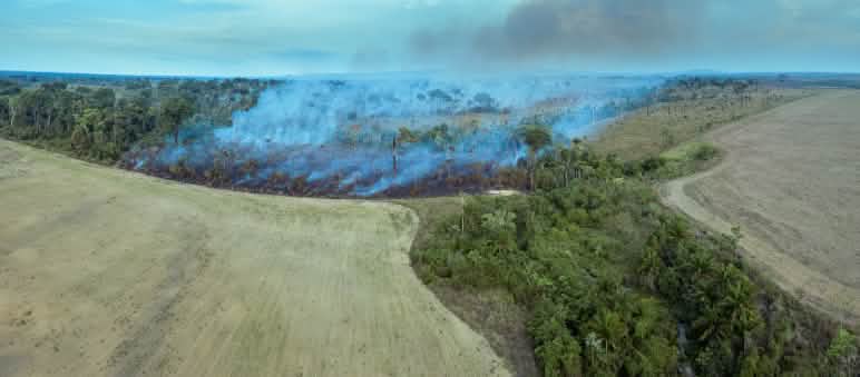L'immagine mostra come la massiccia deforestazione per abbattimento e incendio stia aprendo la strada a nuove monocolture