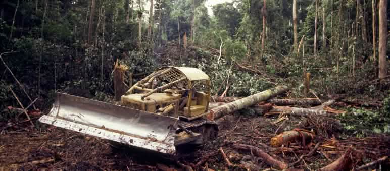 Conservare le foreste e i boschi è più urgente che mai Bulldozer mentre abbatte la foresta