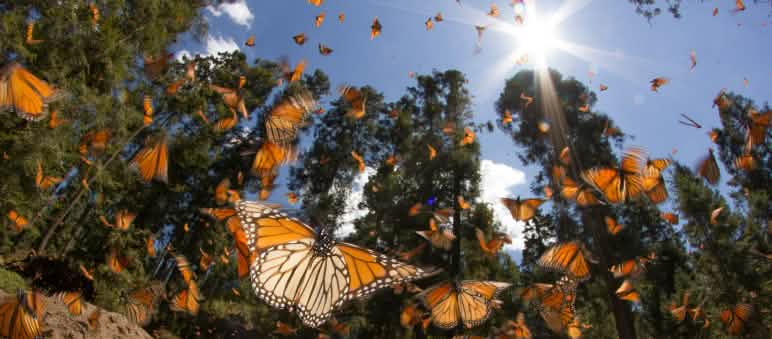 Il santuario delle farfalle Monarca nello stato di Michoacán, Messico. Farfalle Monarca nello stato di Michoacán Messico