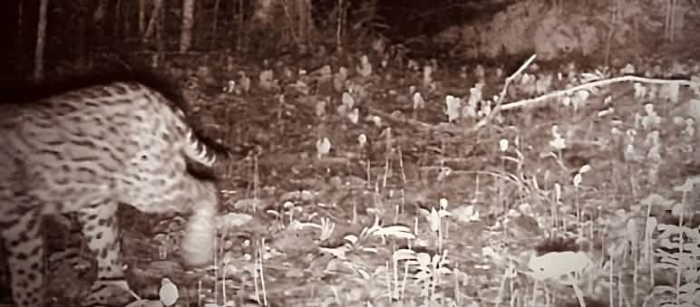 Un giaguaro parzialmente catturato da una trappola fotografica nella giungla, di notte.