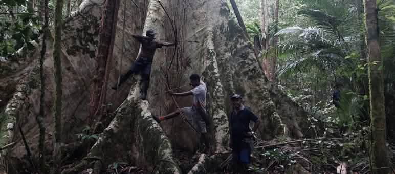 Tre uomini ai piedi di un albero gigante